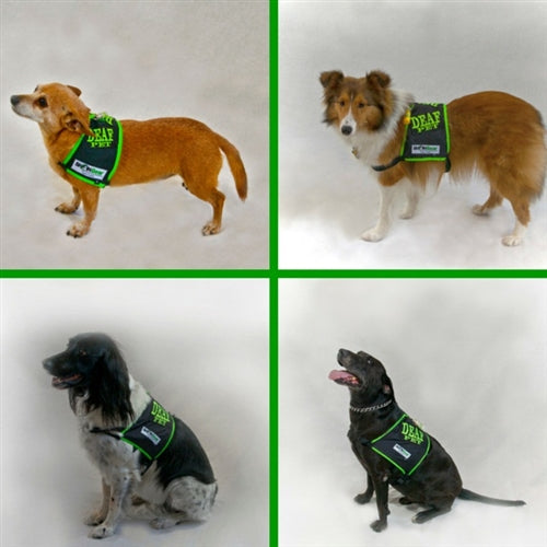 Protect Your Deaf Dog with Our High-Visibility Safety Vest