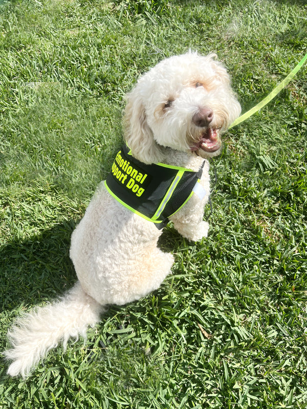 Enhance Your Emotional Support Dog's Comfort and Visibility with Our ESA Dog Vest