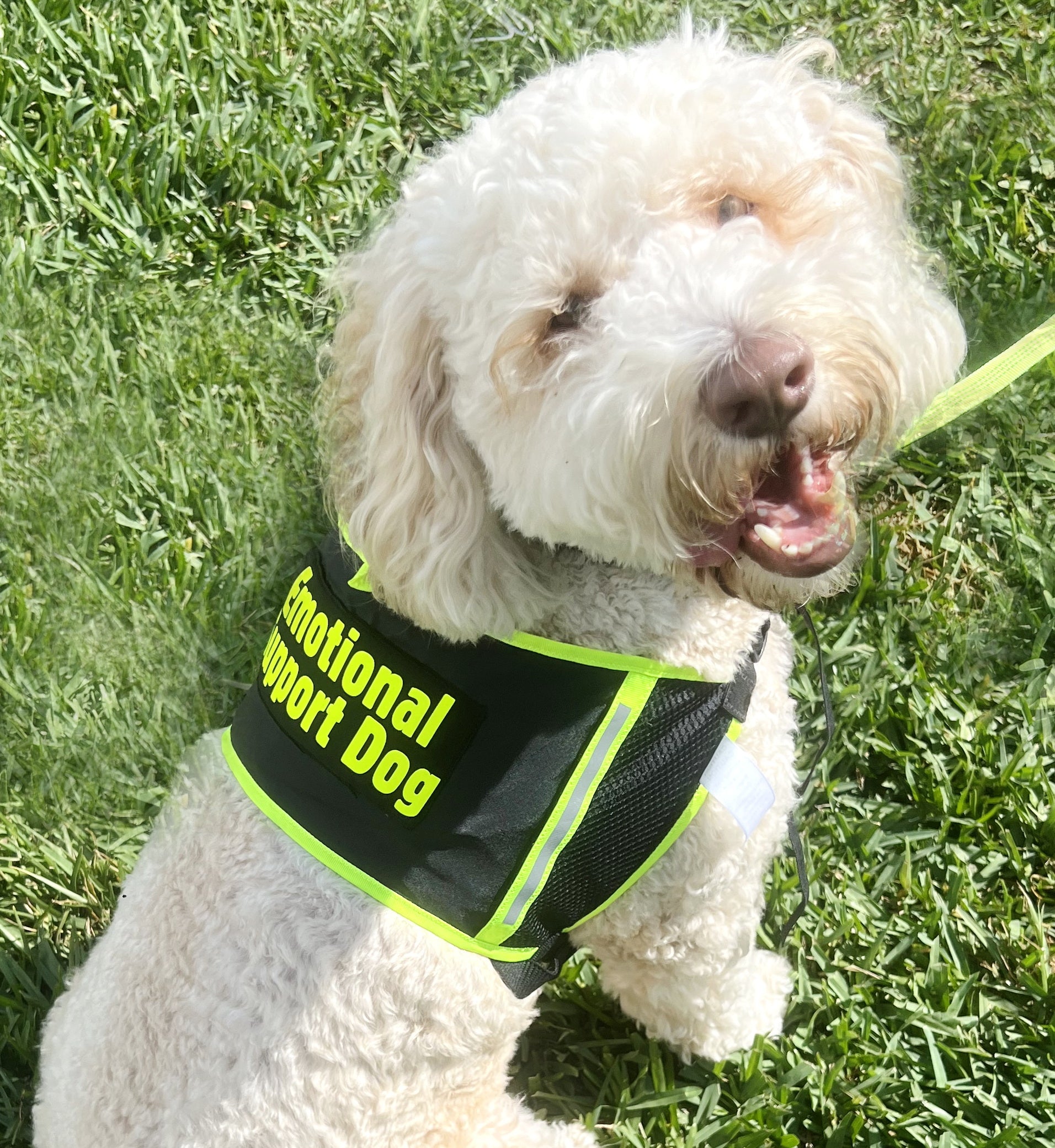 Enhance Your Emotional Support Dog's Comfort and Visibility with Our ESA Dog Vest