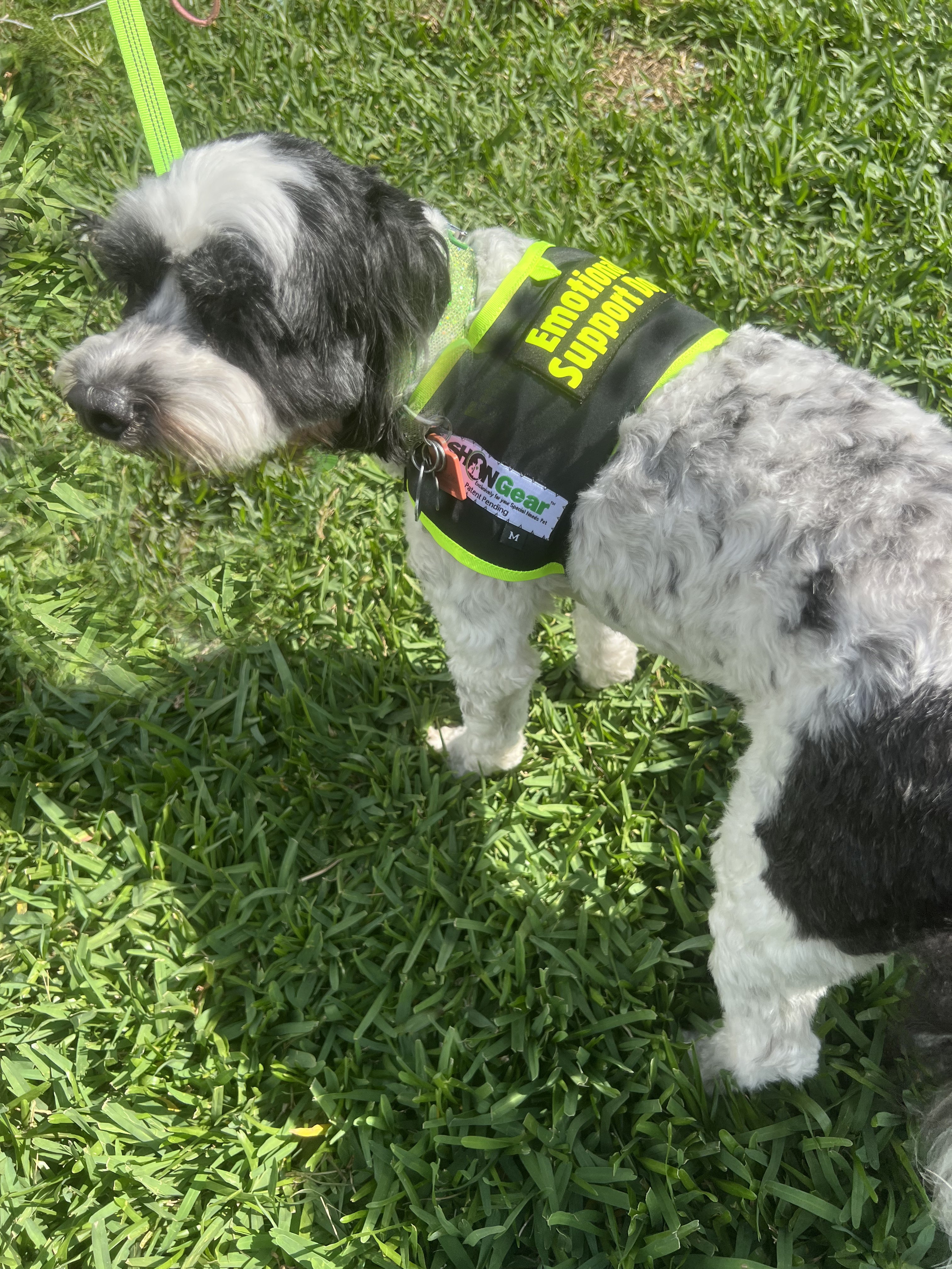 Enhance Your Emotional Support Dog's Comfort and Visibility with Our ESA Dog Vest