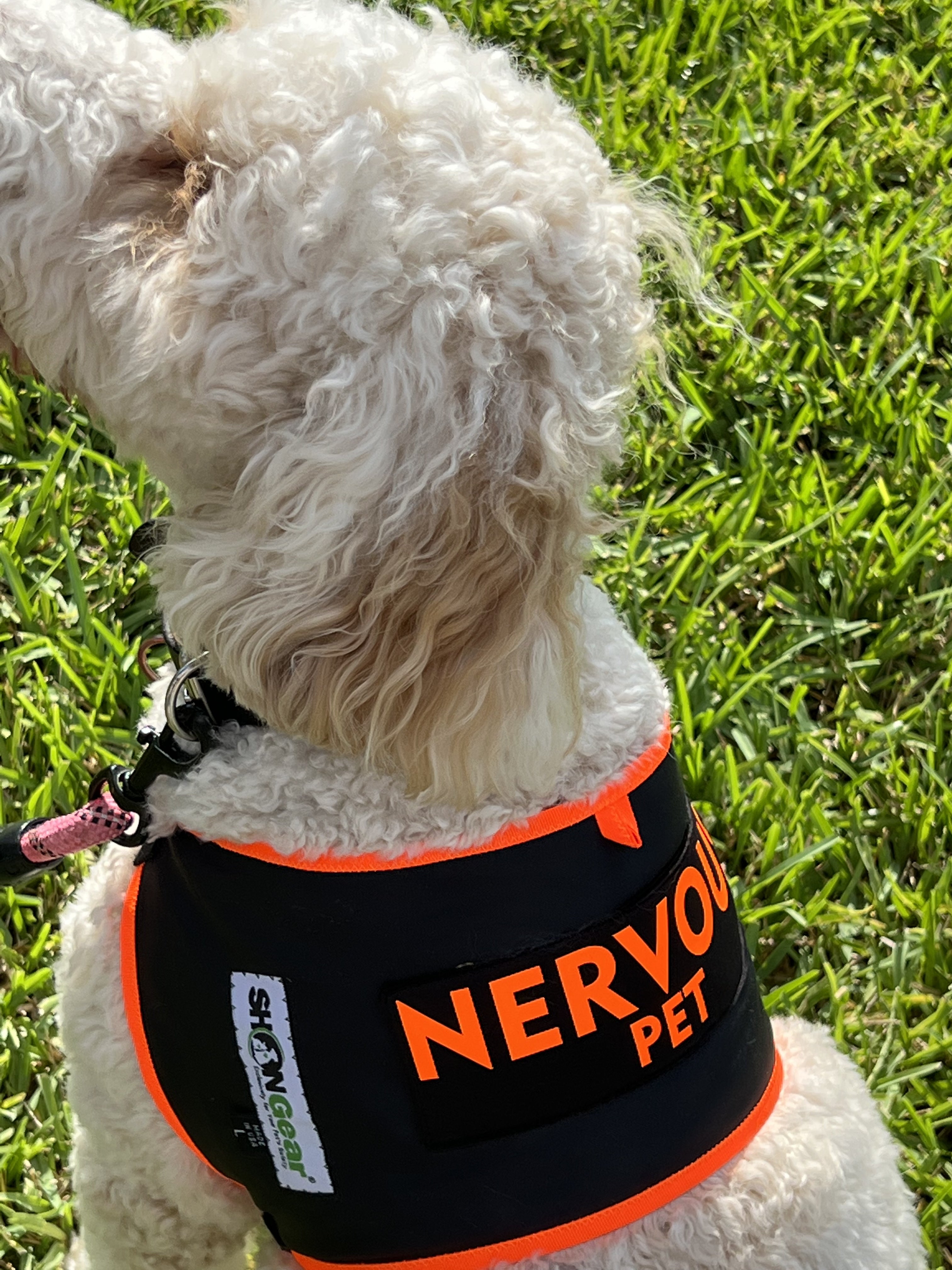 Stunning Canine Alert To Hazards From Pet Sweaters image