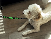 BLIND PET DOG LEASH WRAP by SHONGear