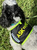 ASK TO PET DOG VEST by SHONGear