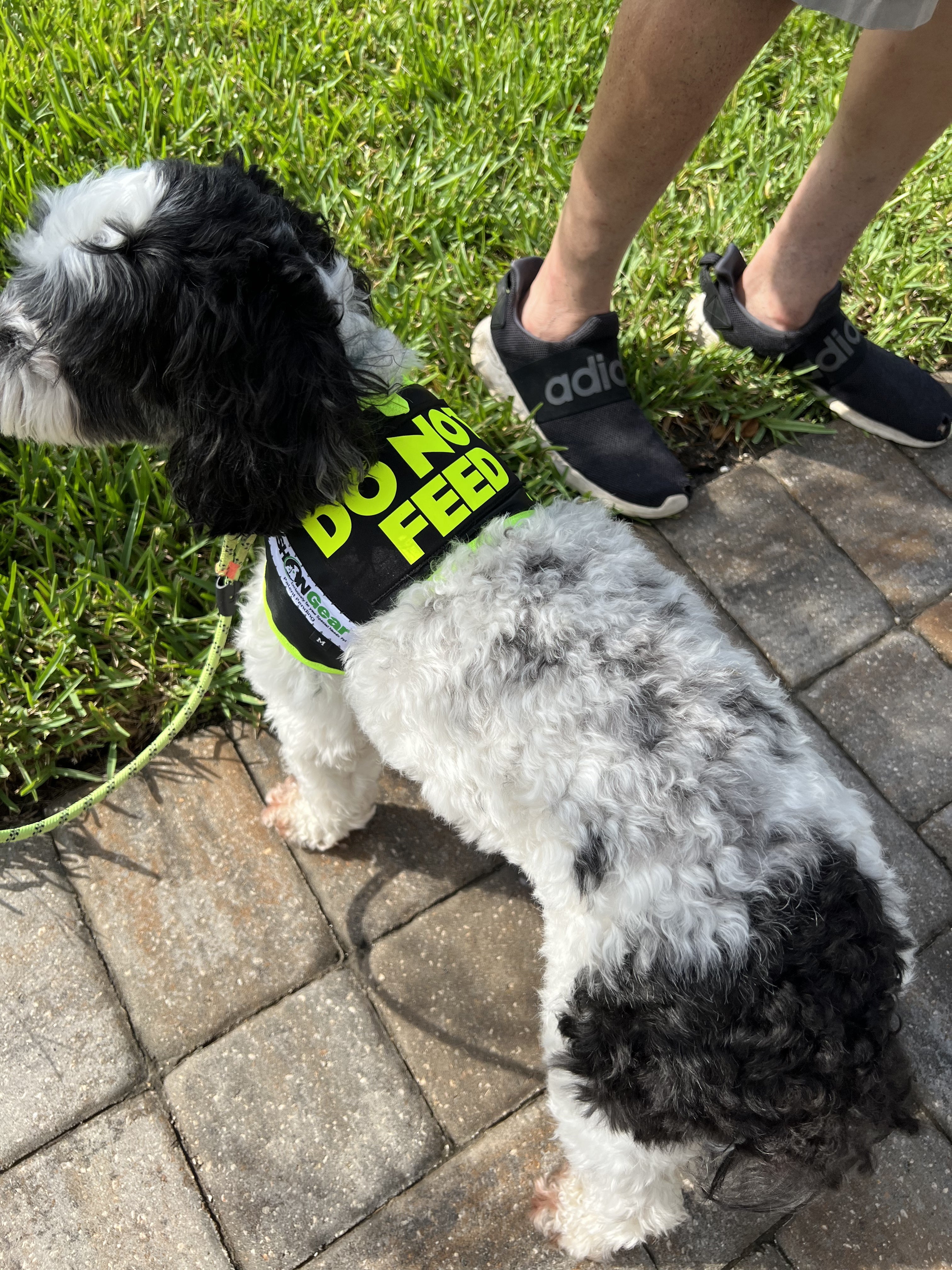 DO NOT FEED DOG SAFETY VEST by SHONGear