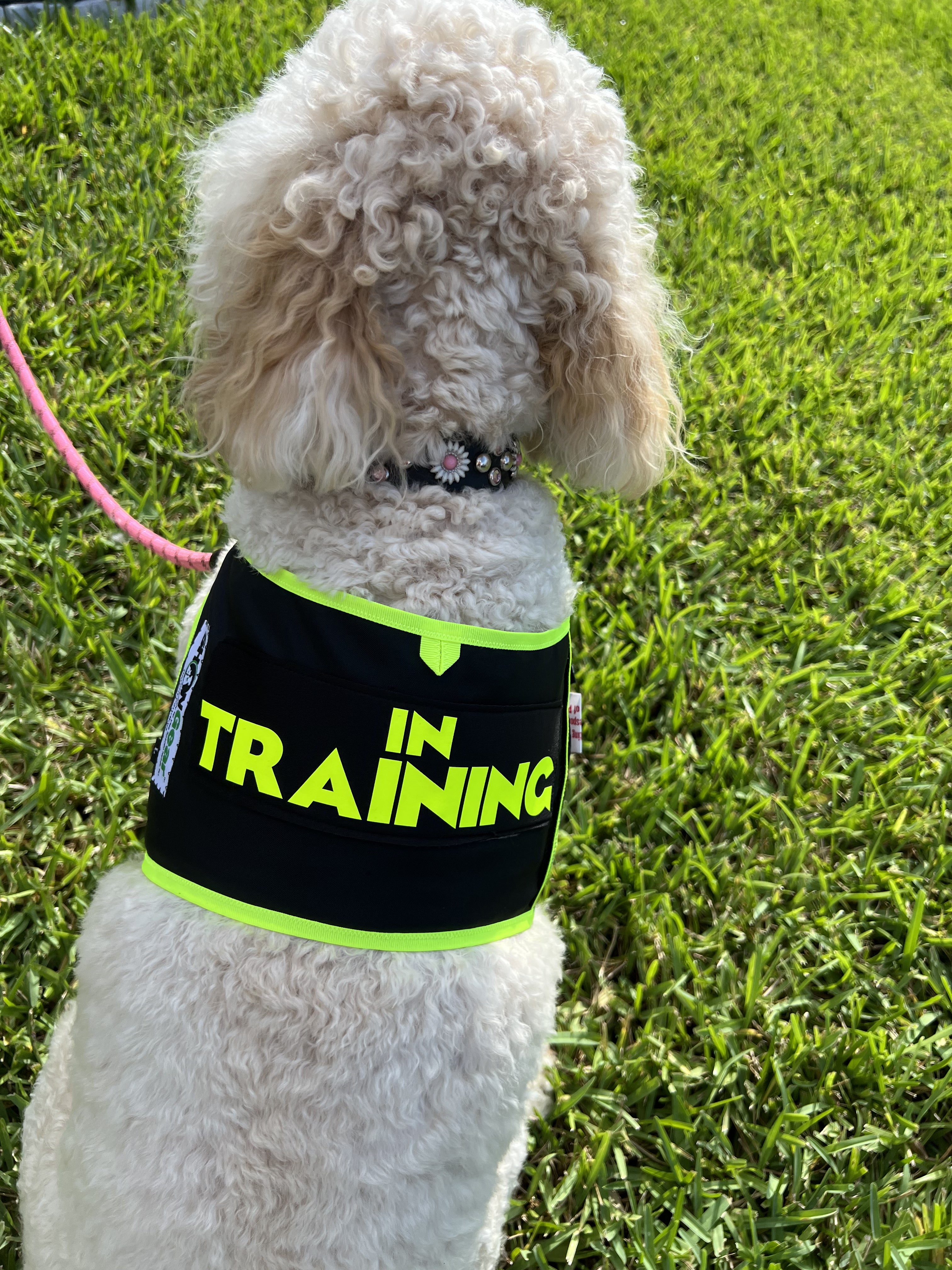 IN TRAINING DOG VEST by SHONGear